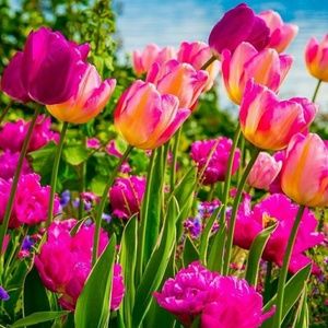 Meet your Posher, April